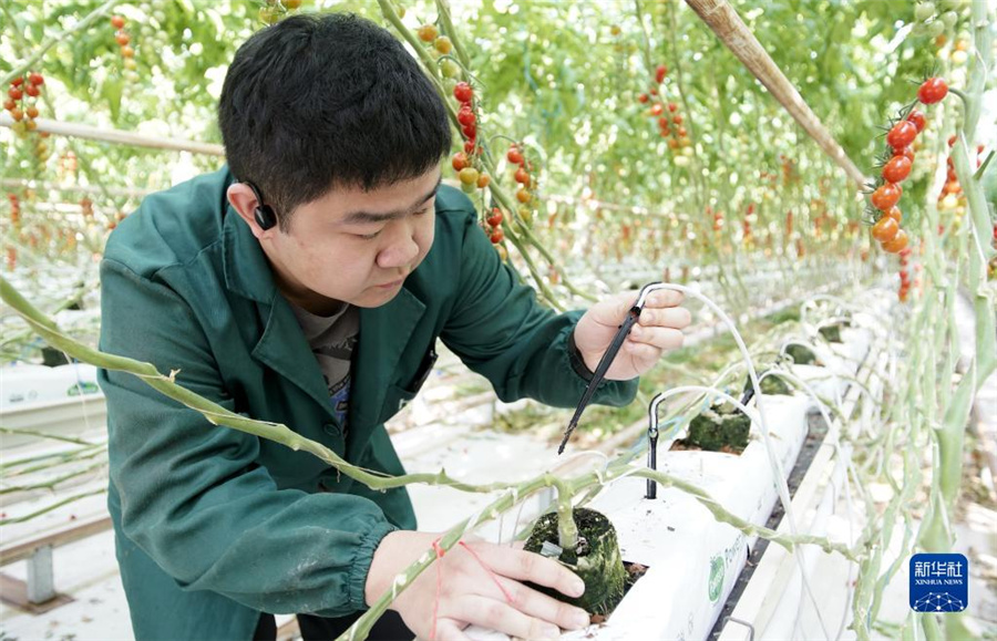 スマート農業の発展に取り組む北京、スマート工場でトマトを栽培