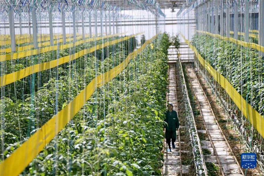 スマート農業の発展に取り組む北京、スマート工場でトマトを栽培