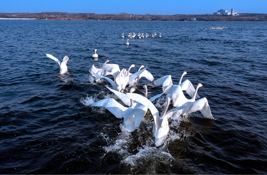 100羽以上の白鳥が湯河国家湿地公園に飛来　河南省安陽