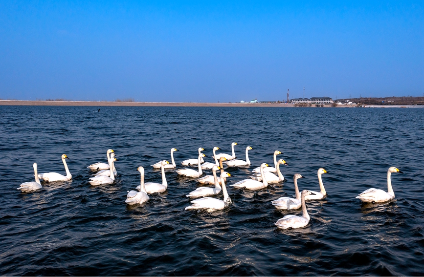 100羽以上の白鳥が湯河国家湿地公園に飛来　河南省安陽