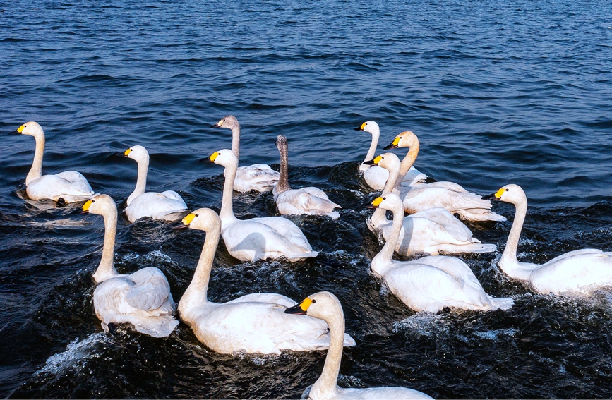 100羽以上の白鳥が湯河国家湿地公園に飛来　河南省安陽