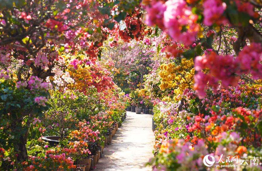 色とりどりのブーゲンビリアが咲き乱れるブーゲンビリア園の絶景（撮影・張斉平）。