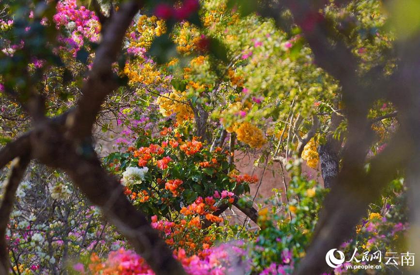 色とりどりのブーゲンビリア20万株が咲き乱れる絶景　雲南省普洱