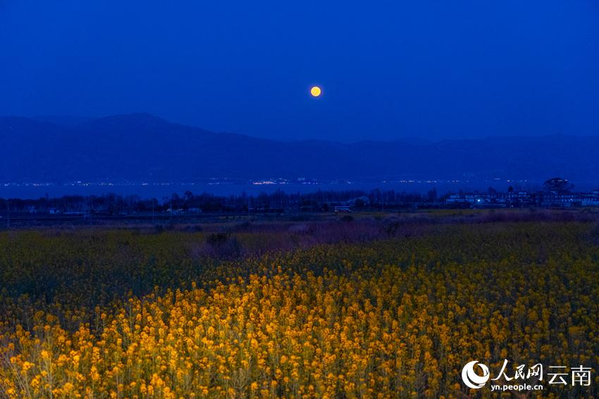 菜の花と洱海の月が織りなす雲南の美