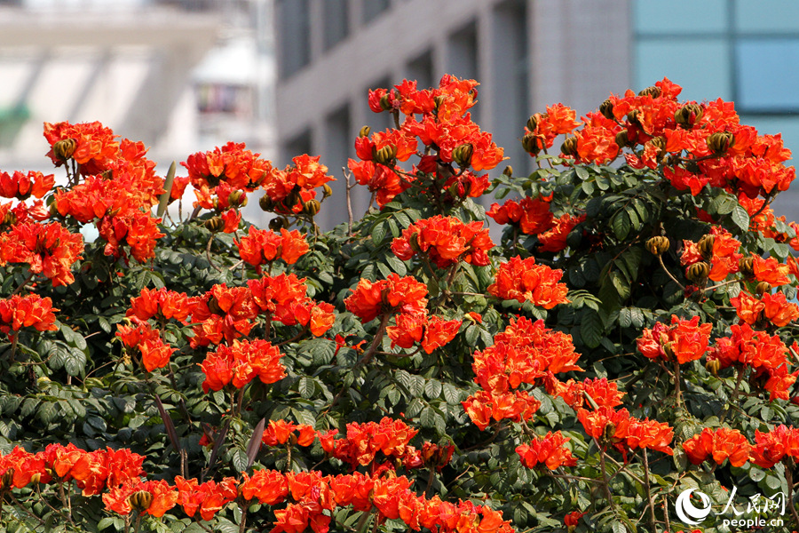 厦門の街角に咲き誇るカエンボクの花　福建省