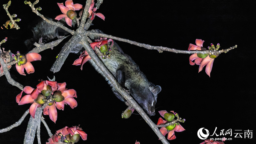 インドワタノキの花を食べるジャコウネコの撮影に成功　雲南省