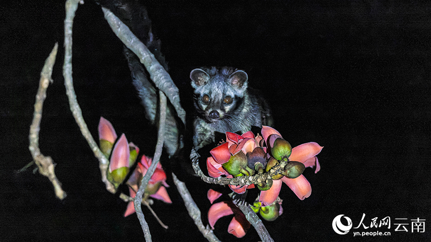 インドワタノキの花を食べるジャコウネコの撮影に成功　雲南省