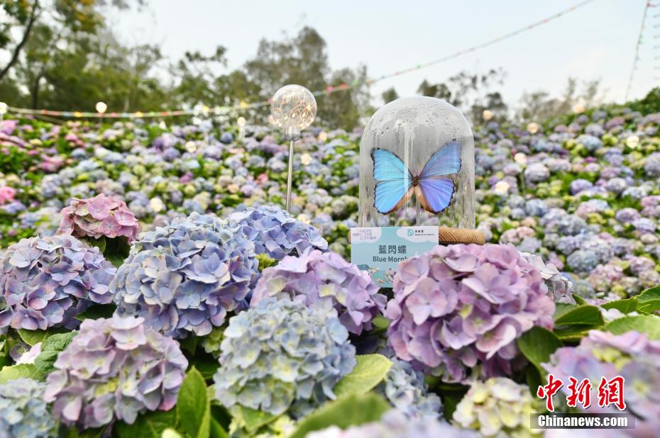 「香港フラワーショー」が復活　美しさを競い合う40万本の花