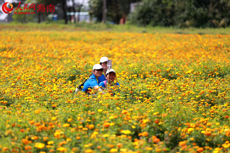 海南省に花見や行楽のベストシーズン到来