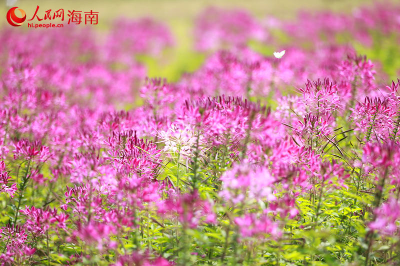 海南省に花見や行楽のベストシーズン到来