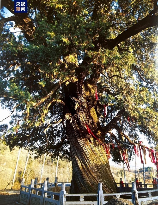 陝西省の樹齢5000年以上の古木5本にそれぞれ対応した保護対策実施