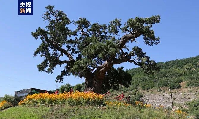 陝西省の樹齢5000年以上の古木5本にそれぞれ対応した保護対策実施