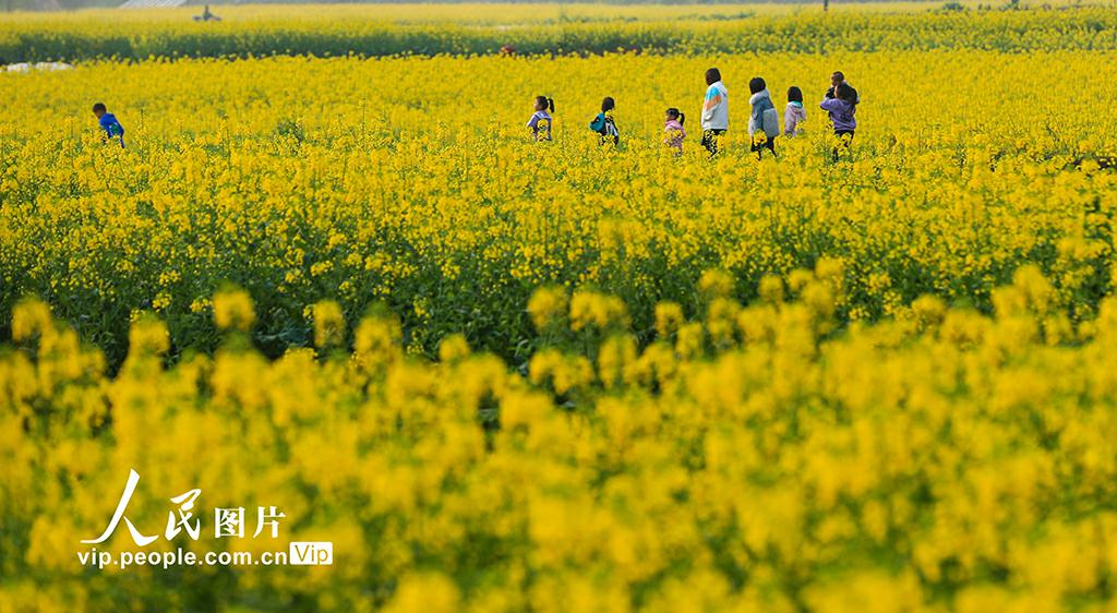 春の絨毯が敷き詰められた四川省瀘州の大地