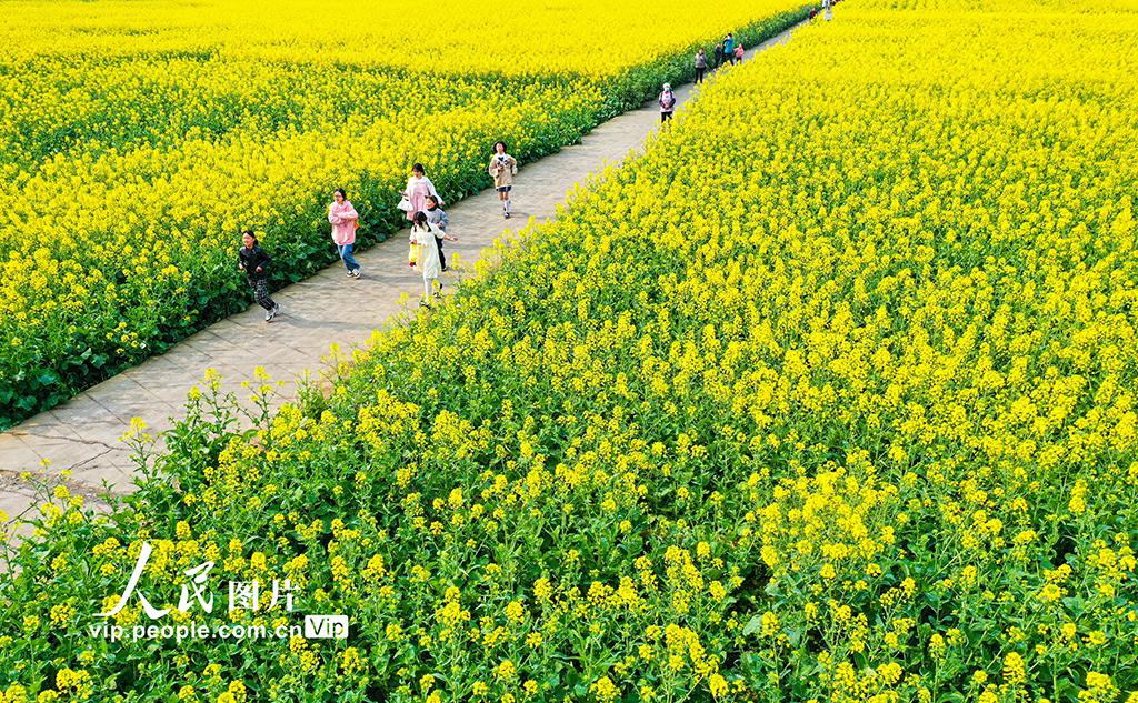 春の絨毯が敷き詰められた四川省瀘州の大地