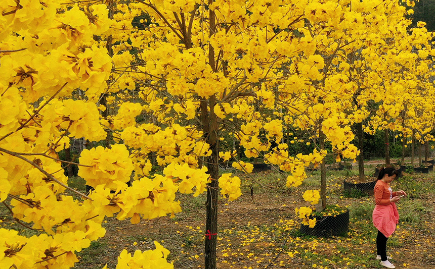 満開を迎えたコガネノウゼンの花で黄金色に染まった農村　広西貴港