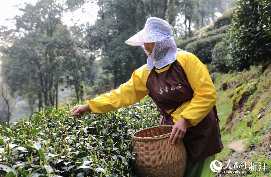 西湖竜井茶の茶摘み始まる　浙江省杭州