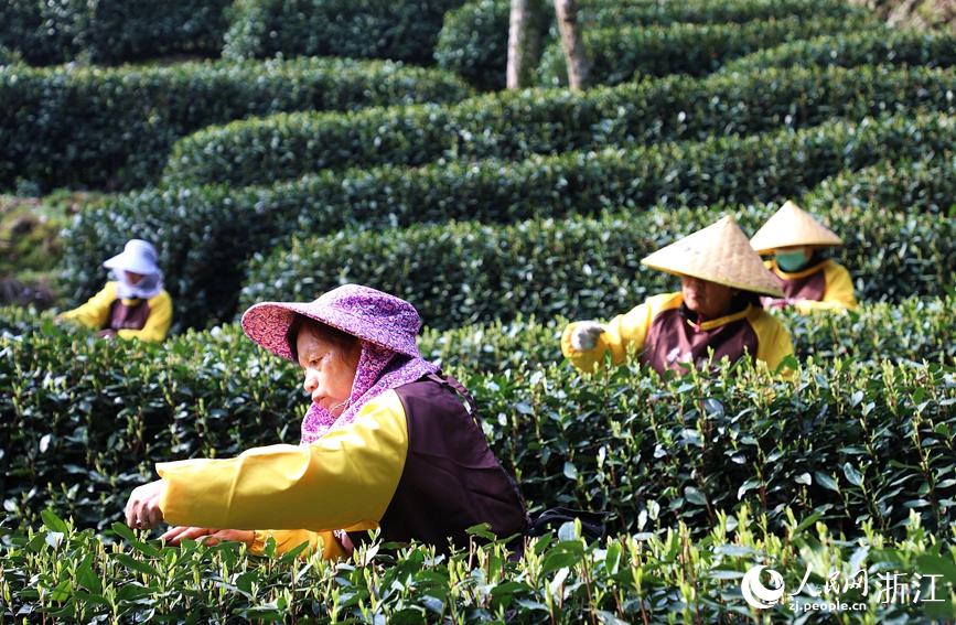 西湖竜井茶の茶摘み始まる　浙江省杭州