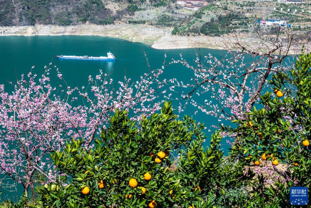 たわわに実るネーブルオレンジと果樹の花咲く村　湖北省秭帰県
