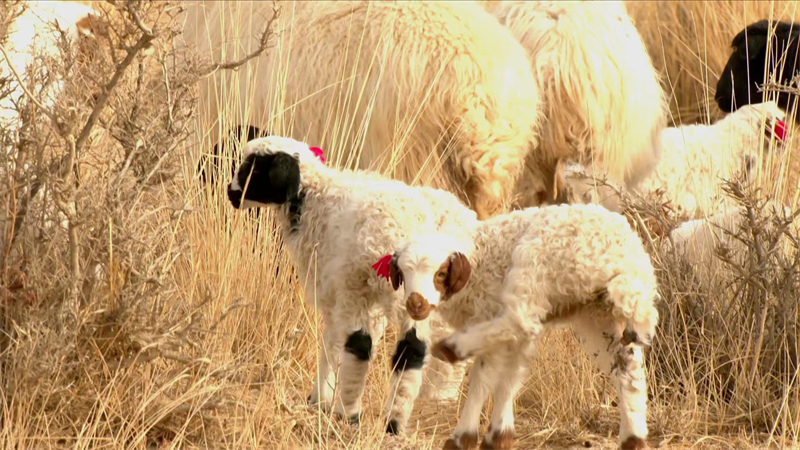 羊の出産ラッシュで賑わう早春の草原　青海省茫崖市