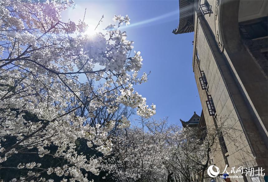 武漢大学の桜が満開　キャンパスに漂う桜の香り　湖北省
