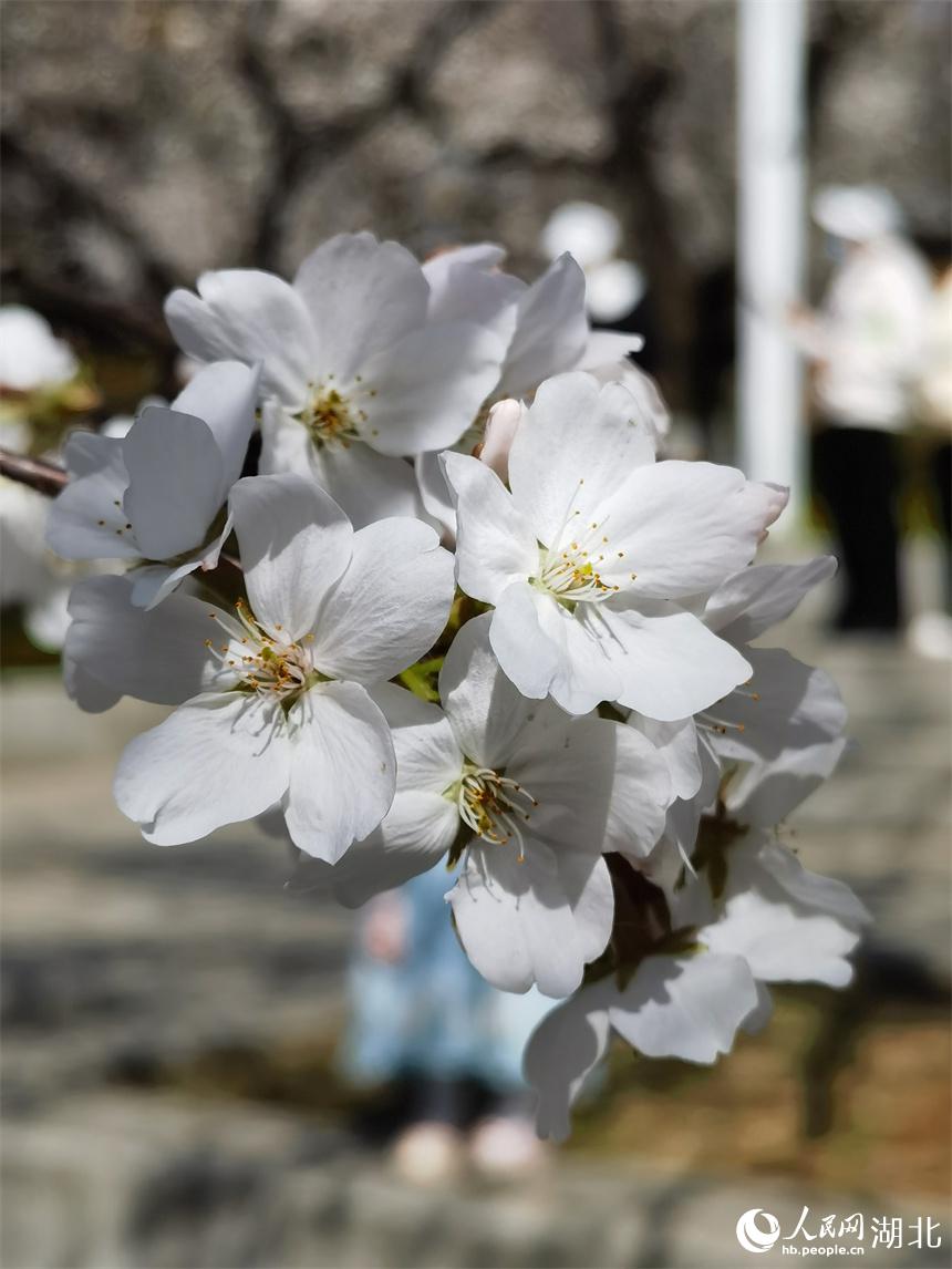 武漢大学の桜が満開　キャンパスに漂う桜の香り　湖北省