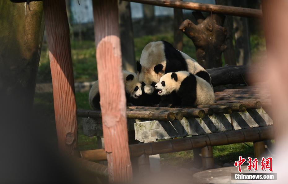 重慶動物園の双子パンダの名前が「渝可」と「渝愛」に決定