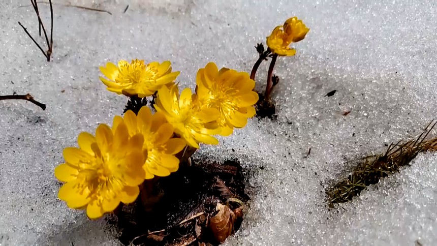 凍った地面から顔を出して咲くフクジュソウ　黒竜江省牡丹江