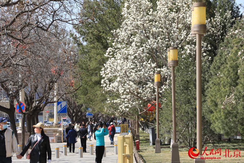 北京市の長安街は春爛漫