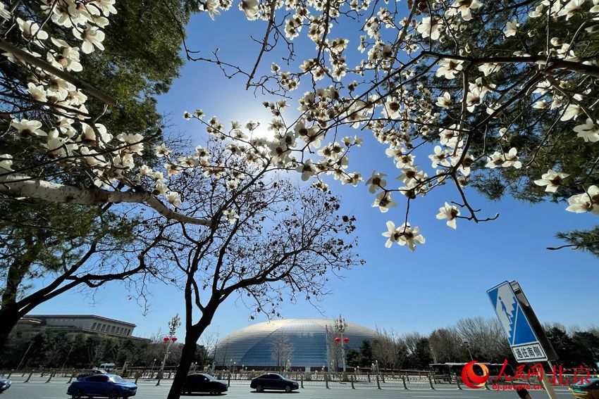 北京市の長安街は春爛漫
