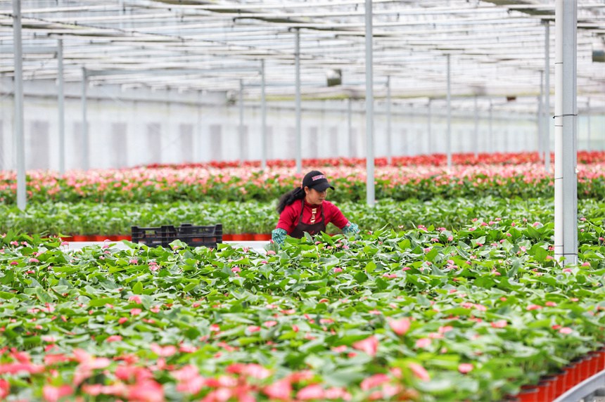 「花卉経済」が様々な産業の発展を促進　江西省彭沢