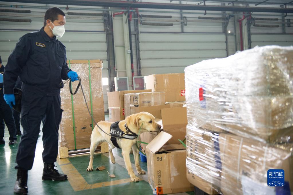 首都空港で、検疫探知犬を使い、税関の管理監督下にある国際宅配貨物倉庫で貨物の検査を行う税関職員（3月20日撮影・陳鍾昊）。