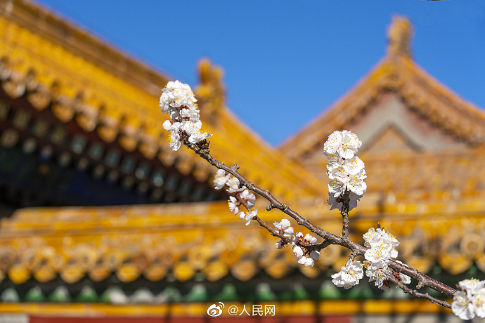 故宮の黄色い屋根瓦に映える白いアンズの花　北京市