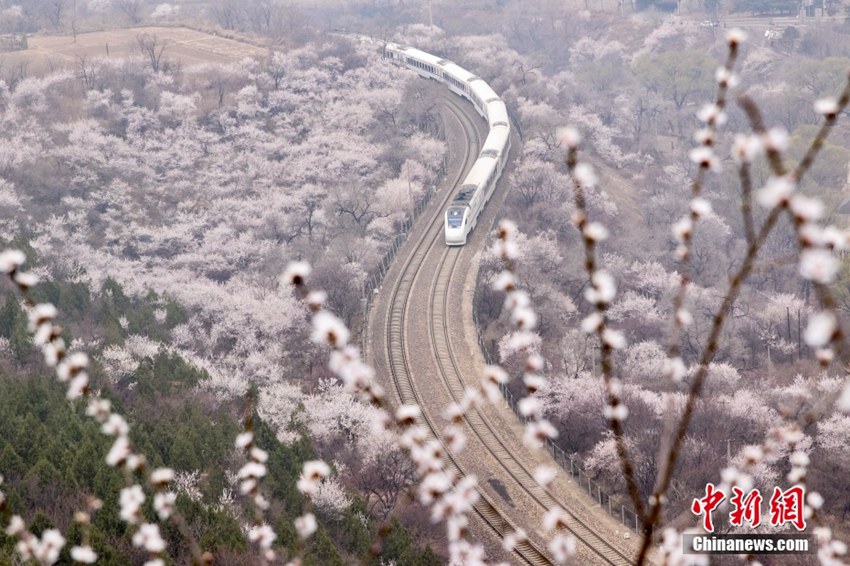 満開の花々の間を駆け抜けるS2線「長城号」　北京市