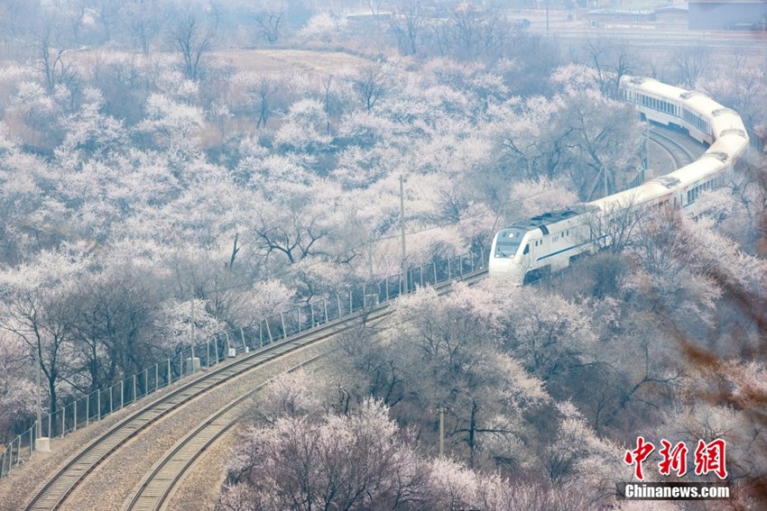 北京市の居庸関長城の麓で、満開になった花々の間を走り抜けるS2線の「長城号」（撮影・易海菲）。