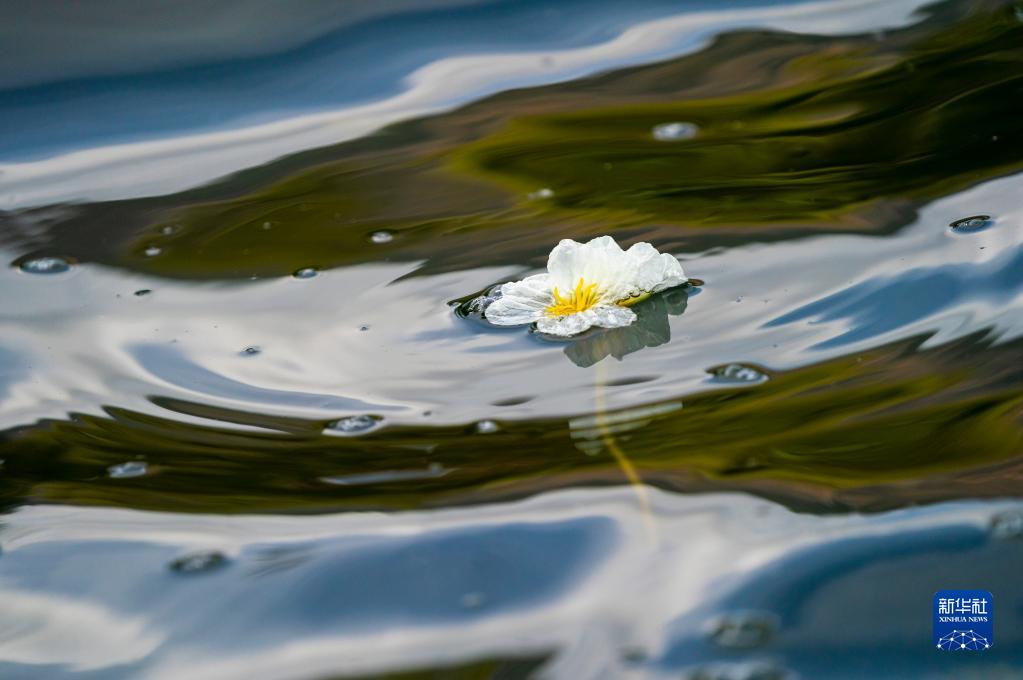 3月21日に滇池の大泊口水域で撮影された海菜花（撮影・陳欣波）。