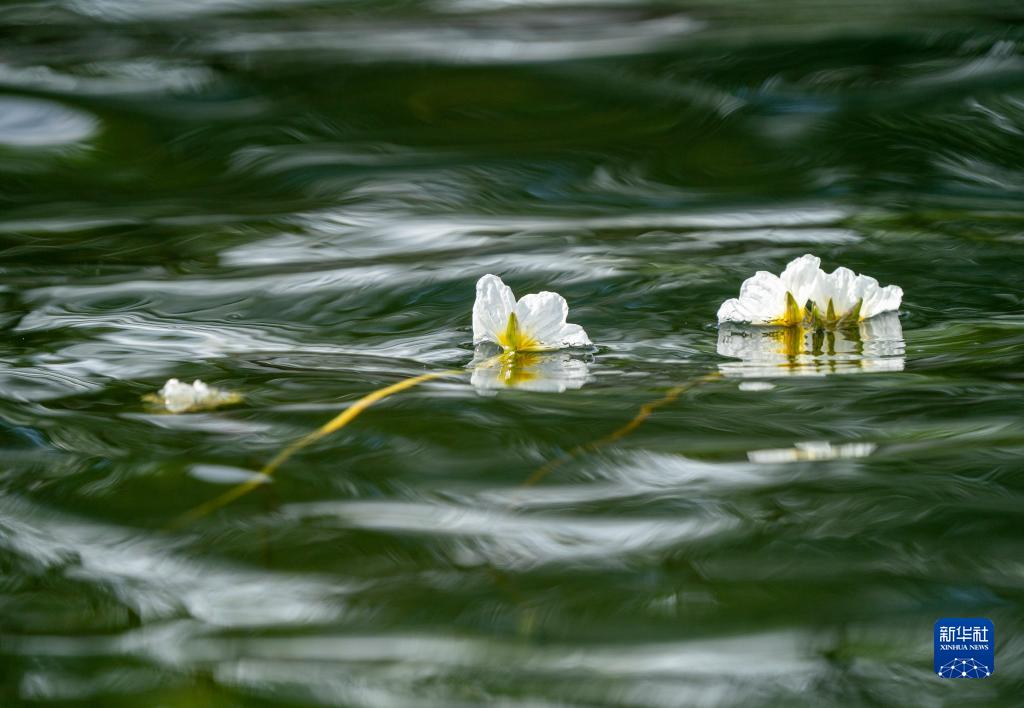 滇池の海菜花が可憐な花咲かせる　雲南省