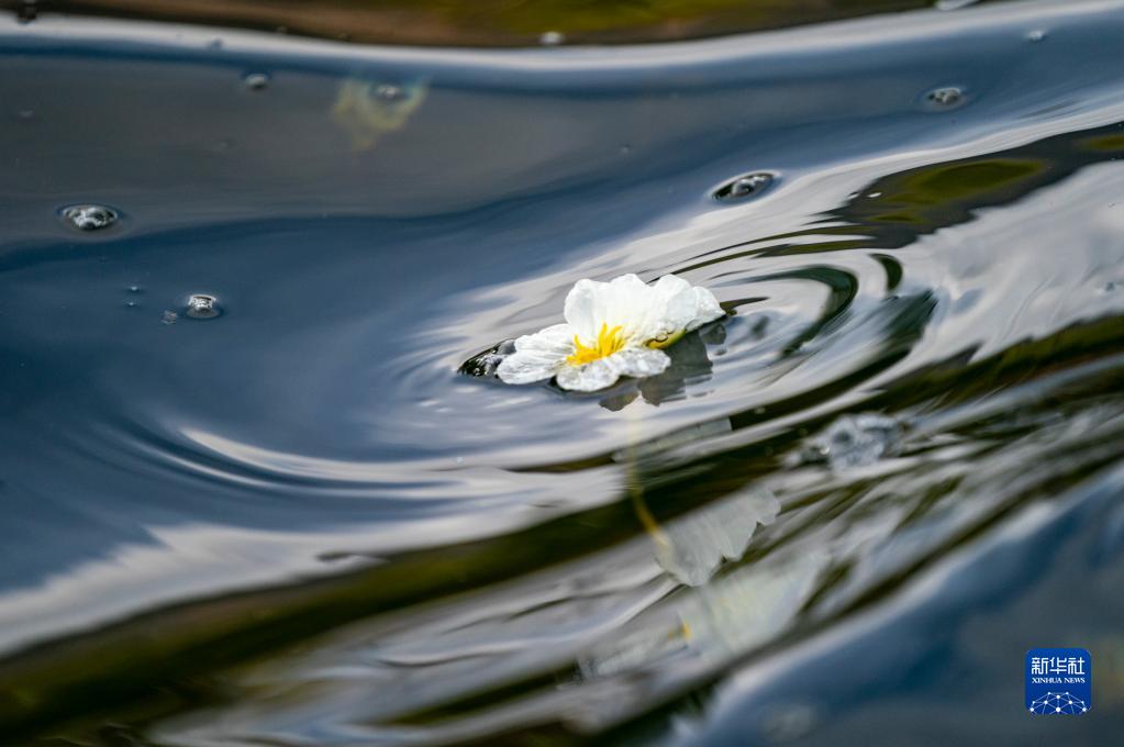 滇池の海菜花が可憐な花咲かせる　雲南省