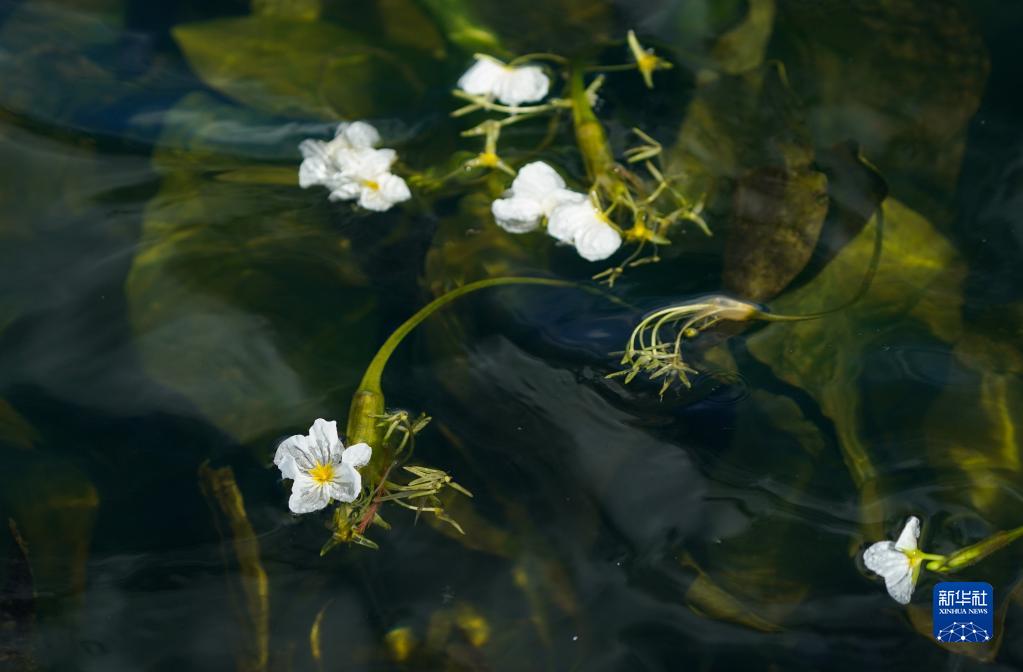 滇池の海菜花が可憐な花咲かせる　雲南省