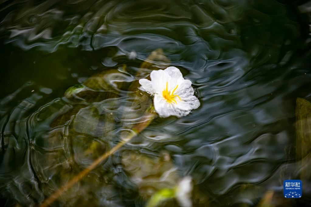 滇池の海菜花が可憐な花咲かせる　雲南省