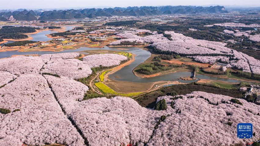 貴州省の広大な敷地に満開となった桜の花