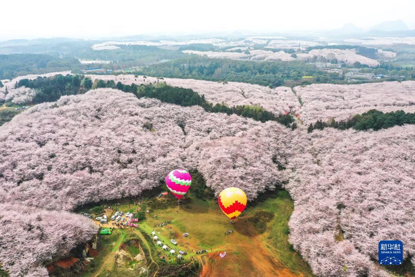 貴州省の広大な敷地に満開となった桜の花