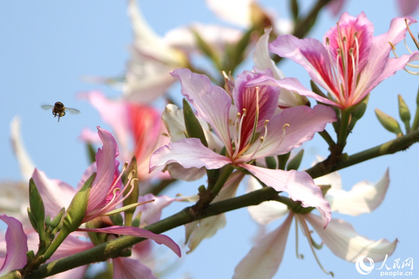 フイリソシンカが開花し、ピンク色に彩られた福建省厦門市