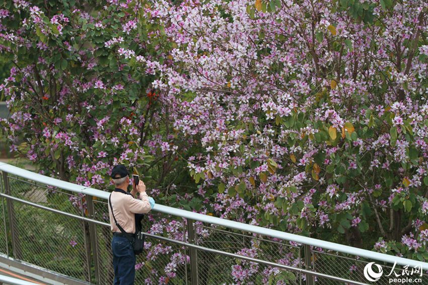 フイリソシンカが開花し、ピンク色に彩られた福建省厦門市