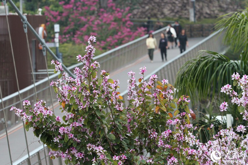 フイリソシンカが開花し、ピンク色に彩られた福建省厦門市