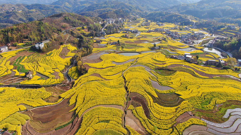 菜の花が満開を迎え、美しい景観広がる260年の歴史を誇る漢陰県鳳堰古棚田。