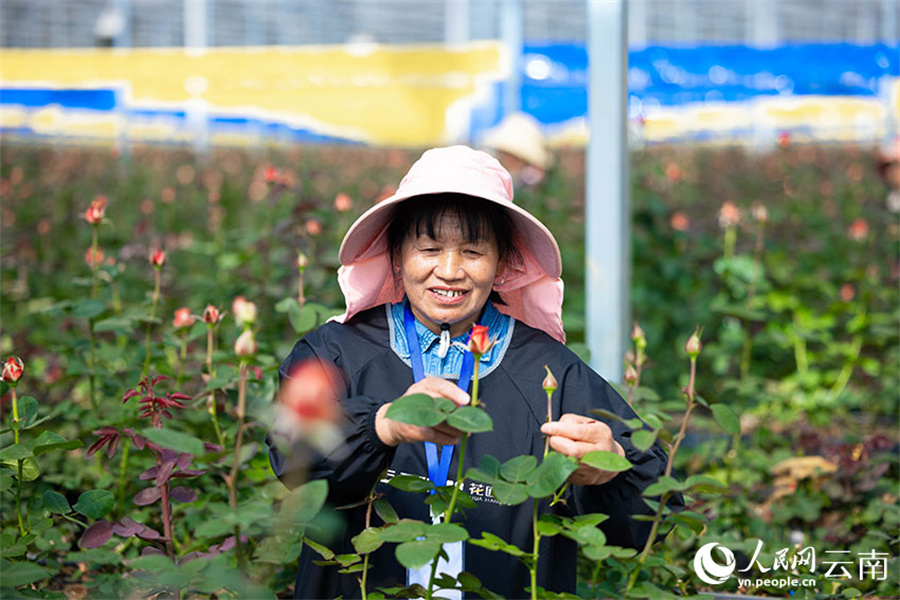 雲南の花卉産業の発展を後押しする「呼吸できる」温室