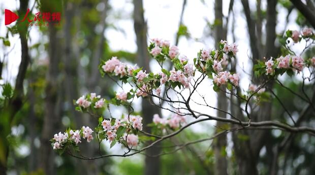 春景色を愛で、芳しい花々を楽しむ　山東省菏沢