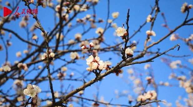 春景色を愛で、芳しい花々を楽しむ　山東省菏沢