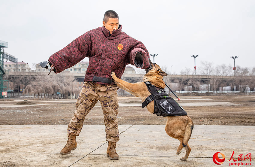 警察犬たちの日常訓練　新疆