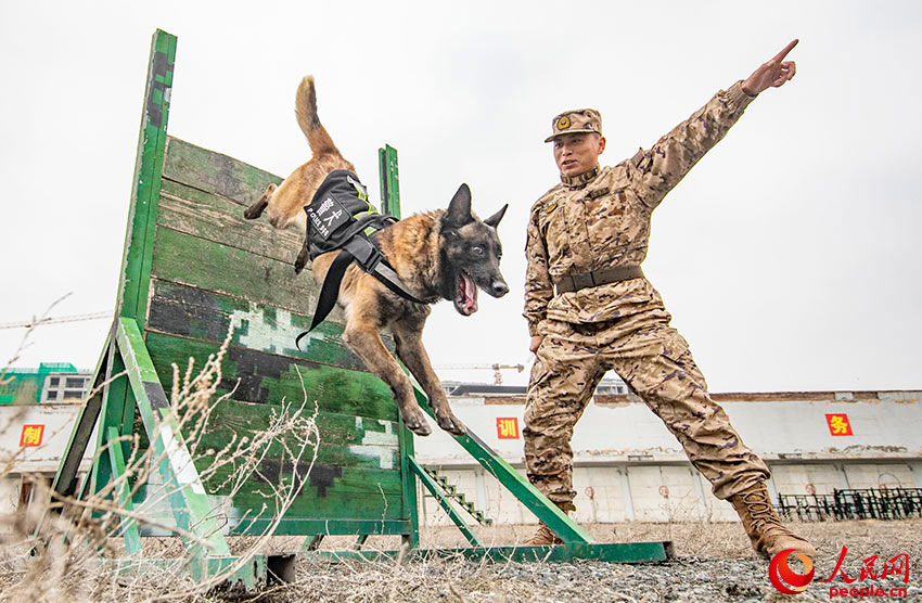 警察犬たちの日常訓練　新疆